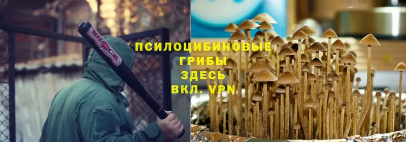 Псилоцибиновые грибы Cubensis  купить закладку  Почеп 